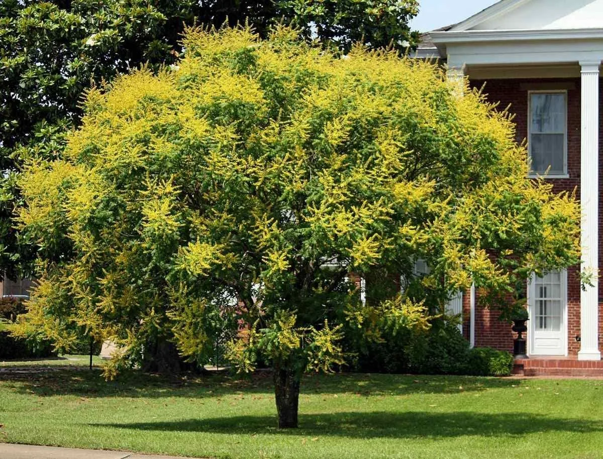 goldenraintree.jpg