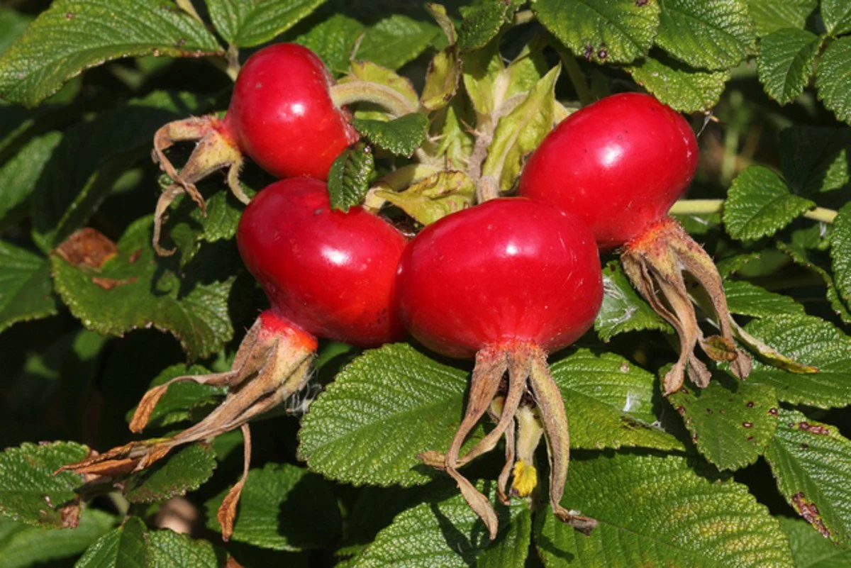 applerosefruit.jpg