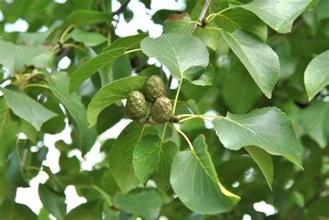 italian alder.jpeg