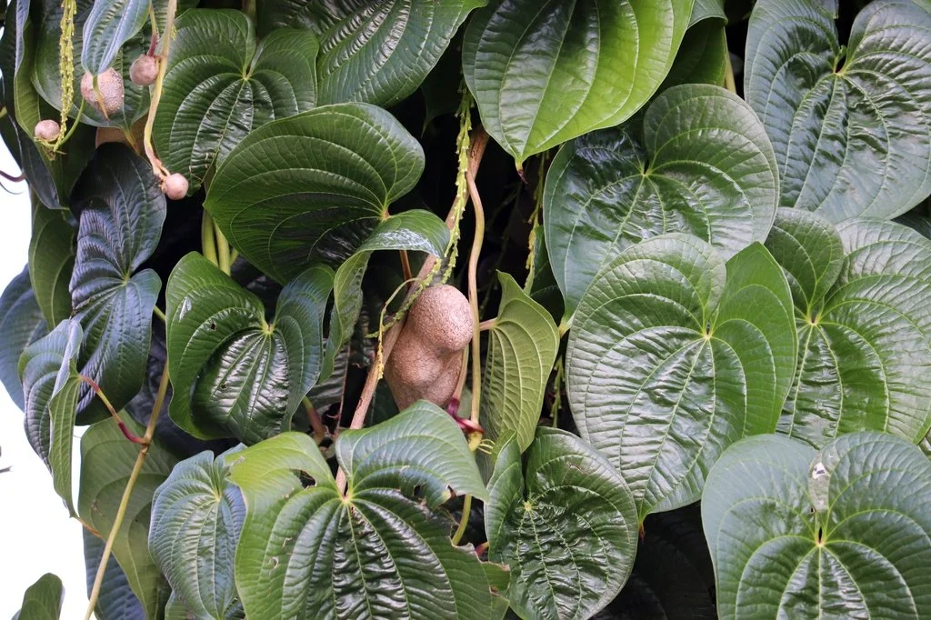 Cinnamon Vine.jpeg