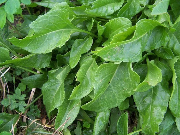 close-up-of-wild-sea-beet-Sonnda-Catto-Nutritionist-Glasgow-Scotland.webp