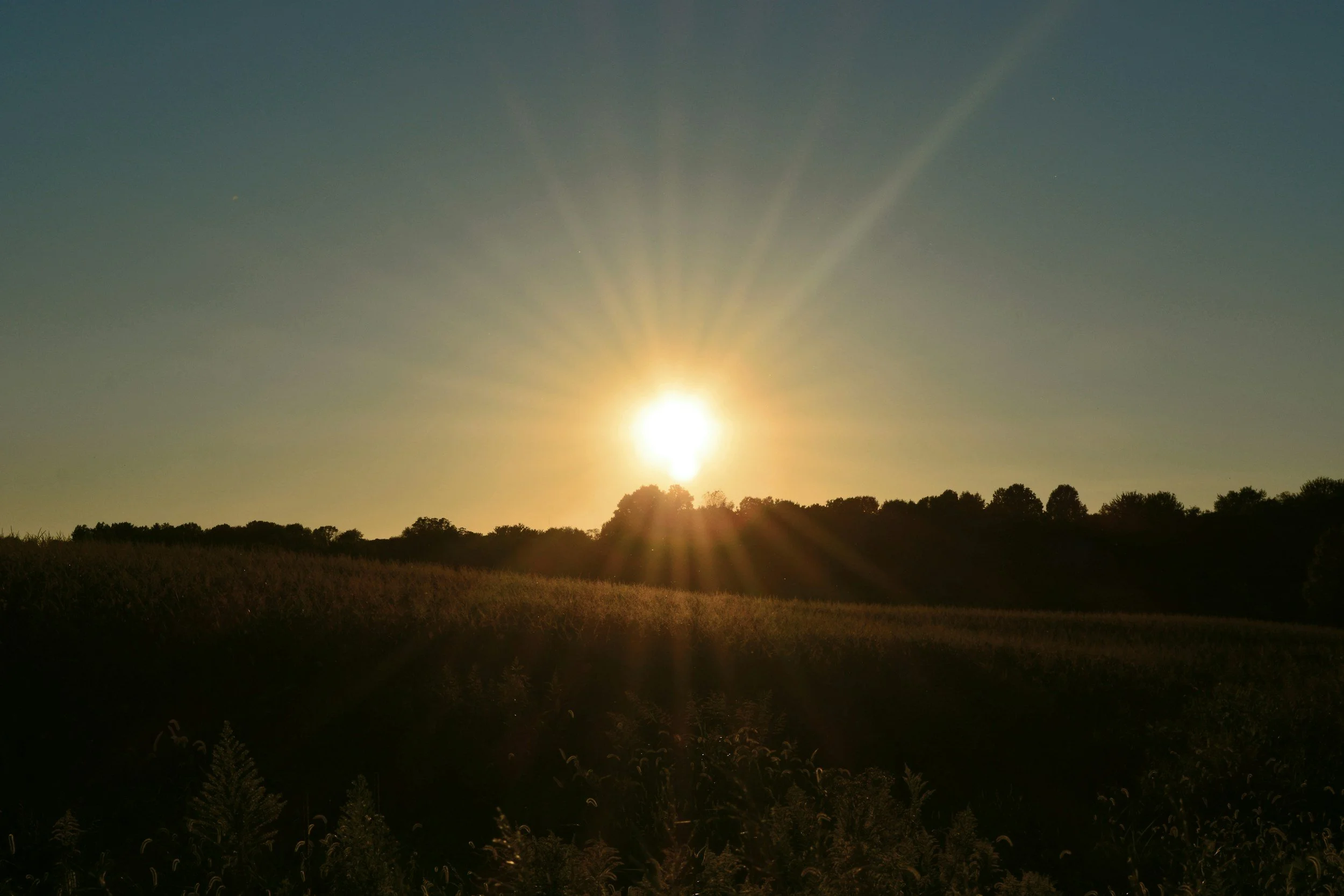 Sun setting over a field and trees with sun rays spreading across the sky
