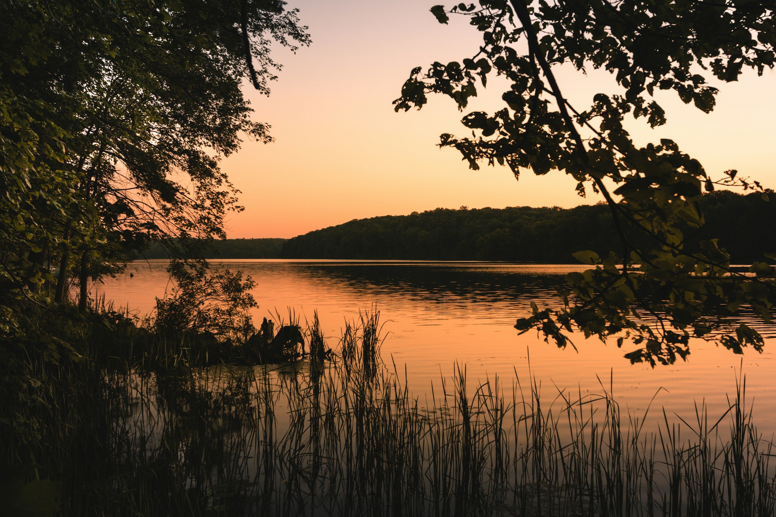 Sunset over a calm lake with silhouetted trees and plants along the shoreline in American English.