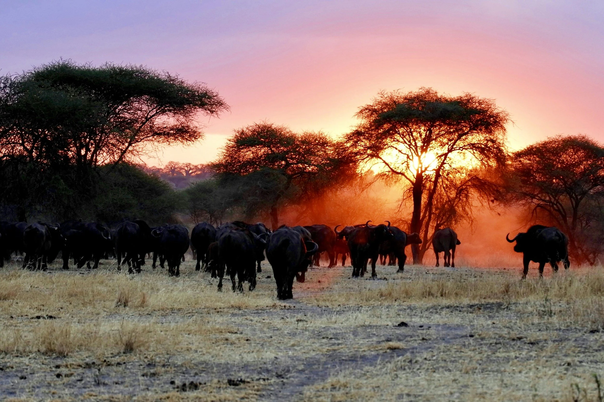 A herd of buffalo walking across a grassy plain at sunset, with tall trees and a colorful sky in the background.