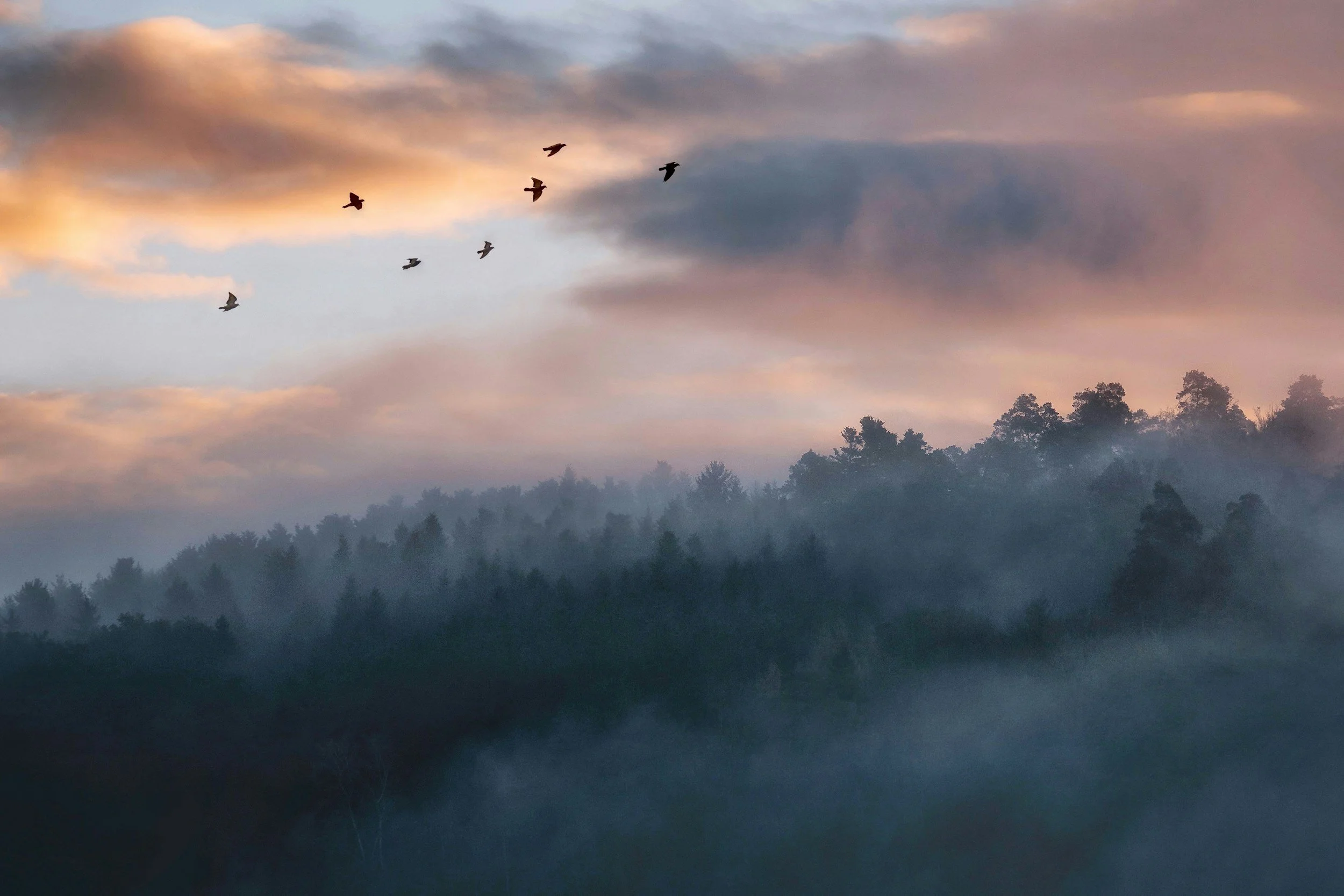 A flock of birds flying over a misty forest at sunrise or sunset, with colorful clouds in the sky.