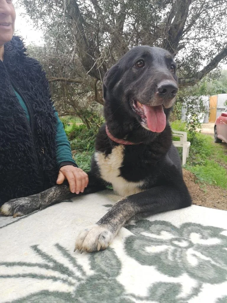 Konstandina (Adopted)