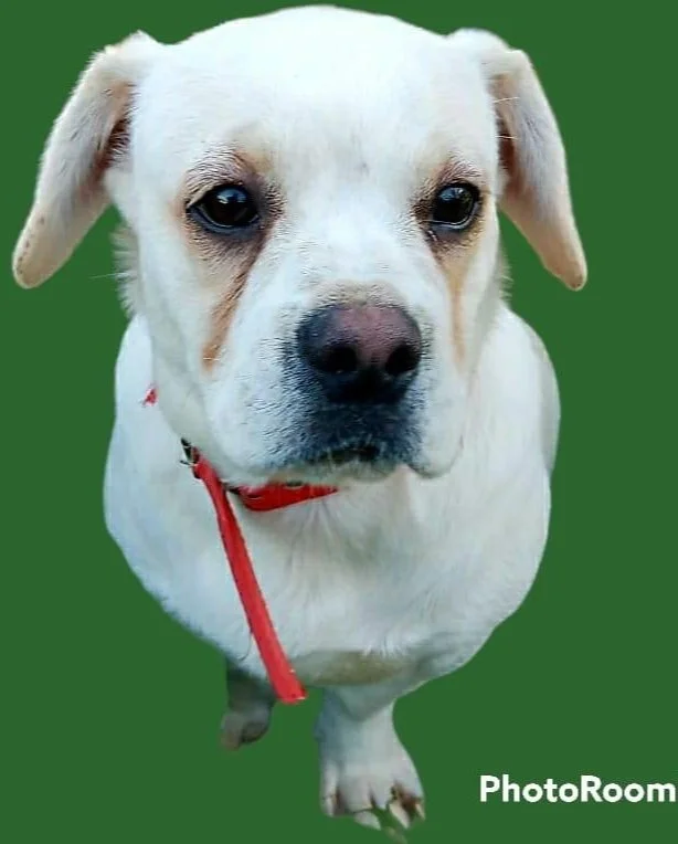 Pete (Adopted)