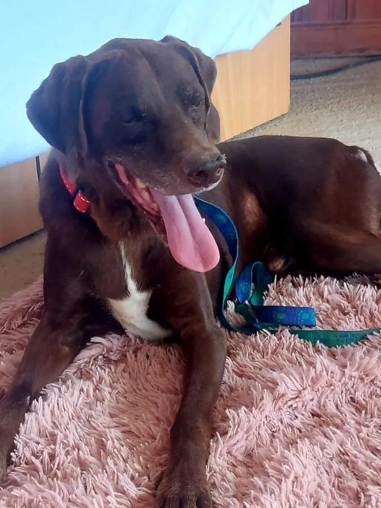Buddy (Adopted locally)