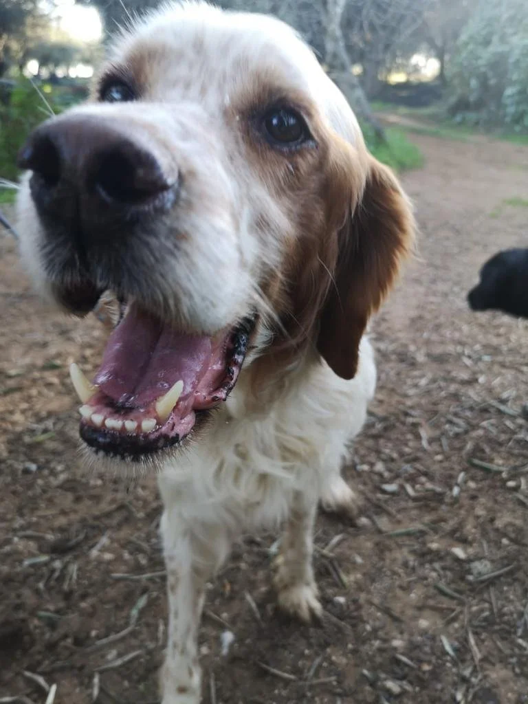 Smiley (Adopted)