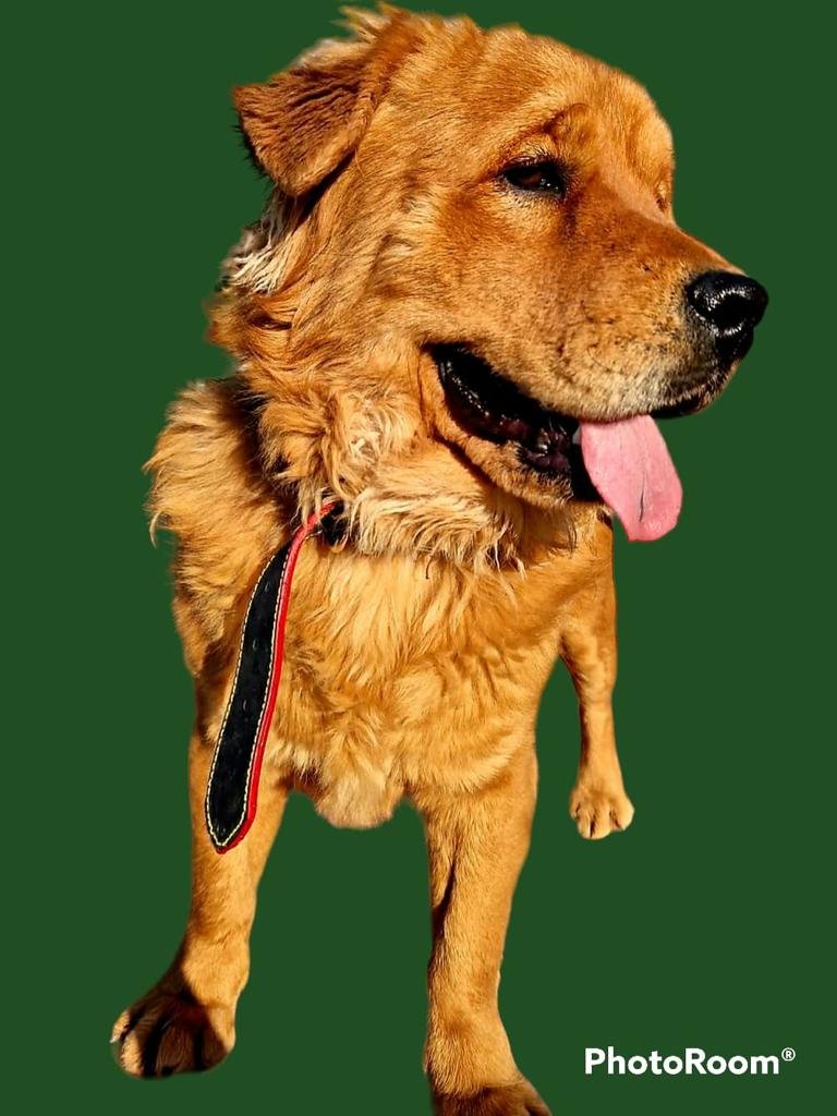 Douglas (Adopted locally)