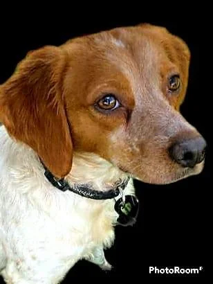 Hunny (Adopted)