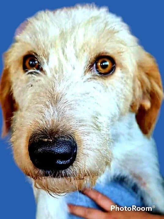 Lisa (Adopted)