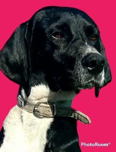 Hudson (Adopted)