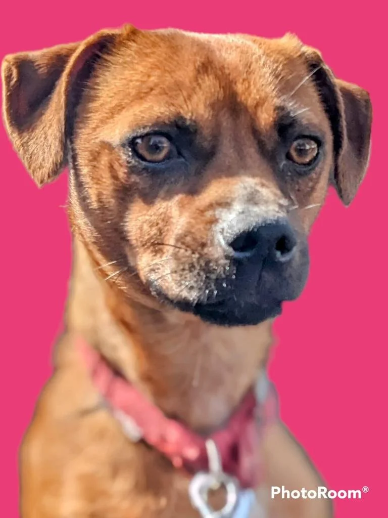 Lulu (Adopted)