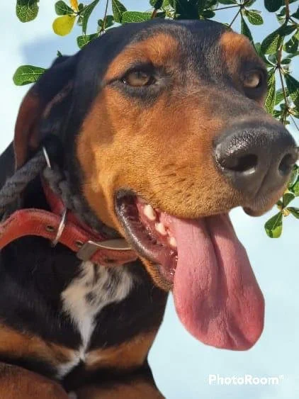 Chico (Adopted)