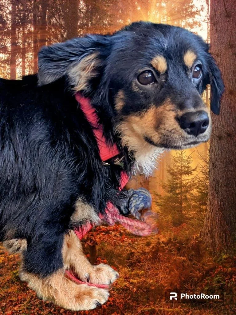 Alfie (Adopted)