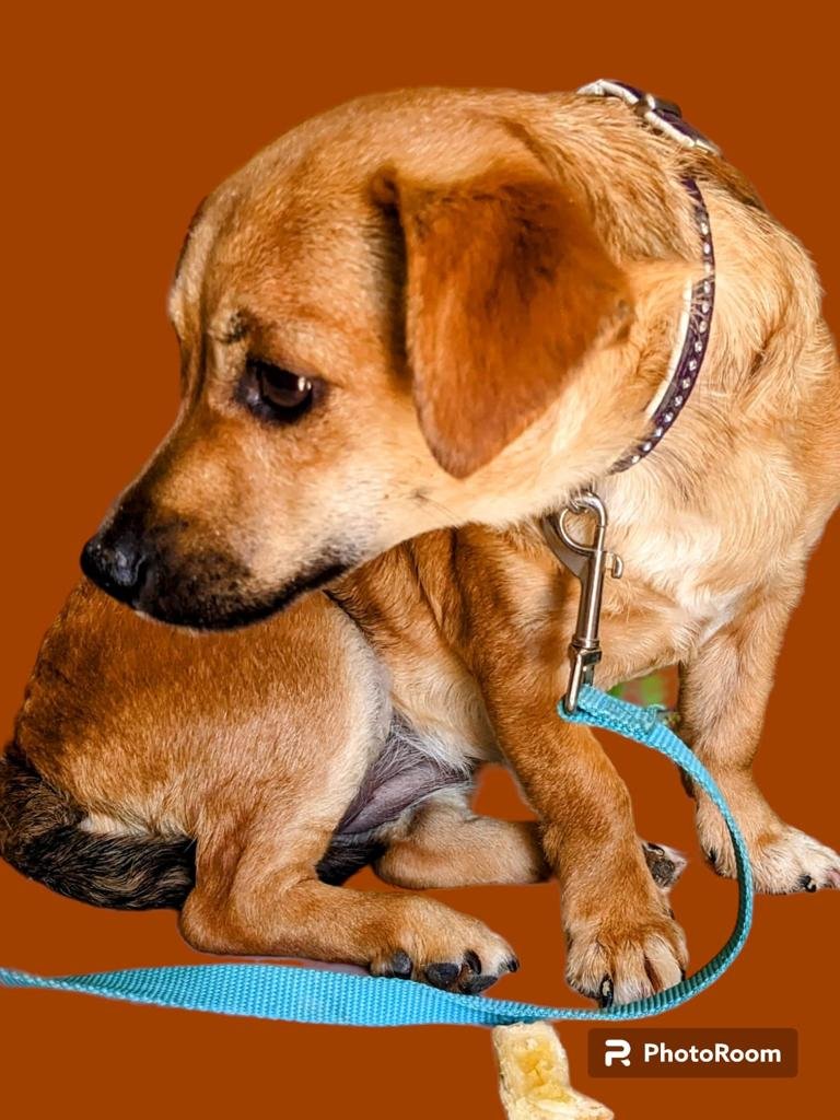 Ellie (Adopted)