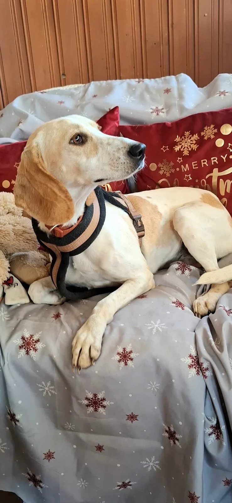 Cream *** CREAM WILL COME TO FOSTER IN BANSTEAD, SURREY ON 14TH DECEMBER ***