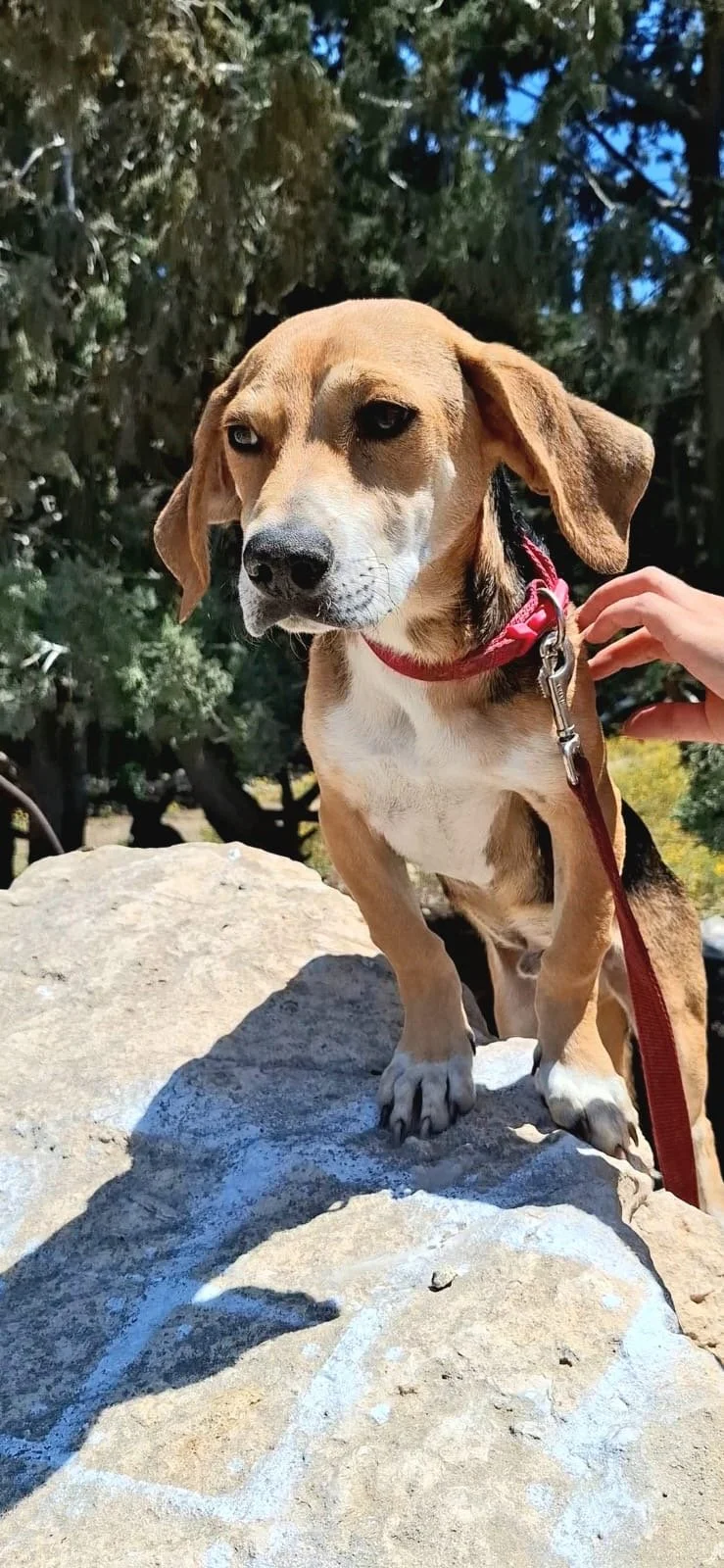Frankie