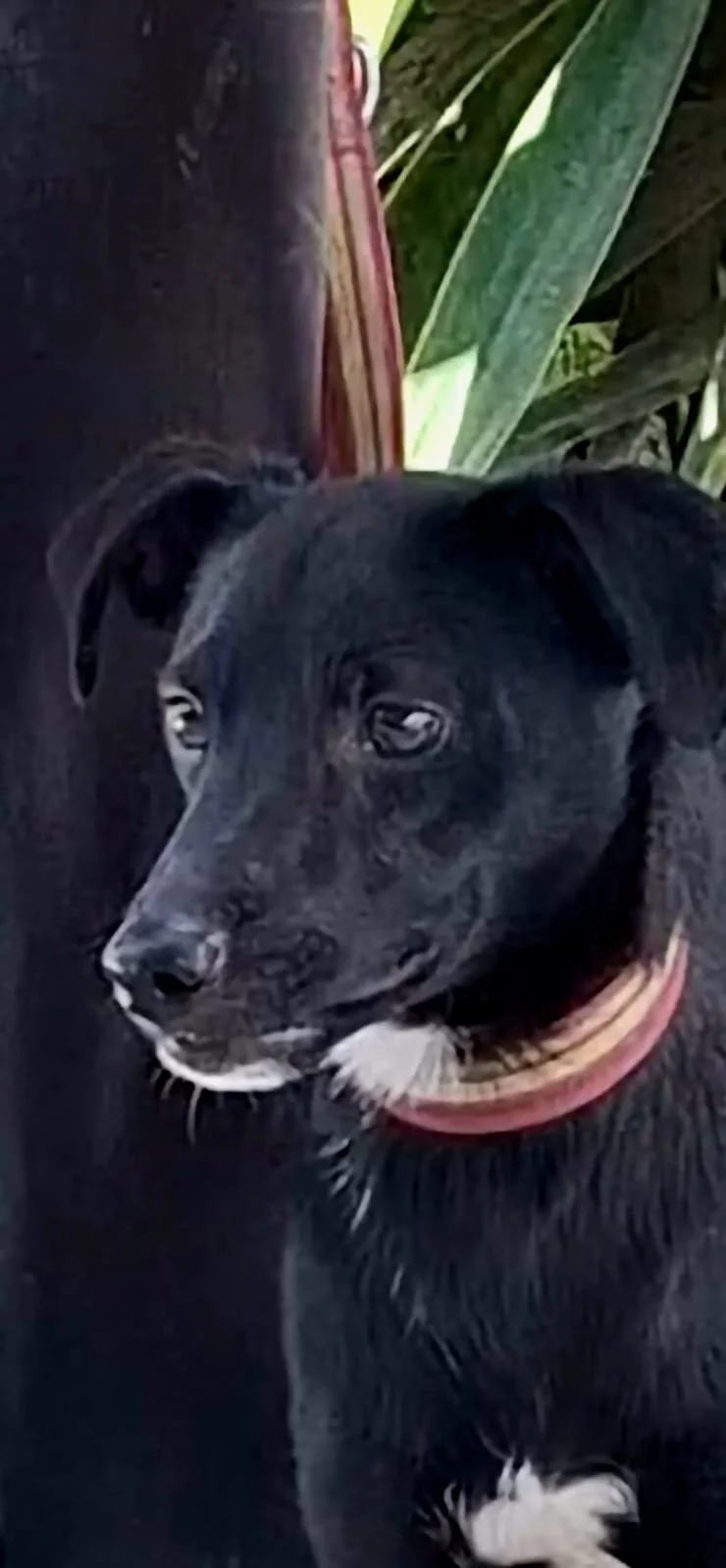 Benji