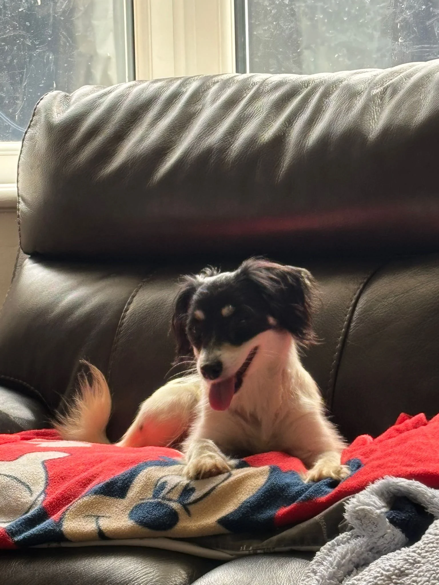 Peanut.jpg