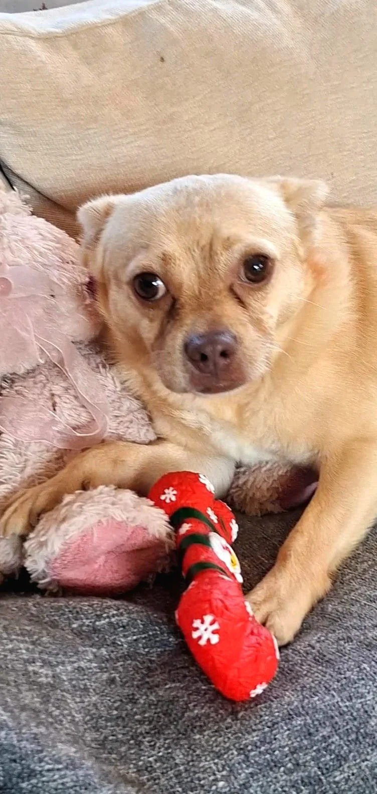 Ollie