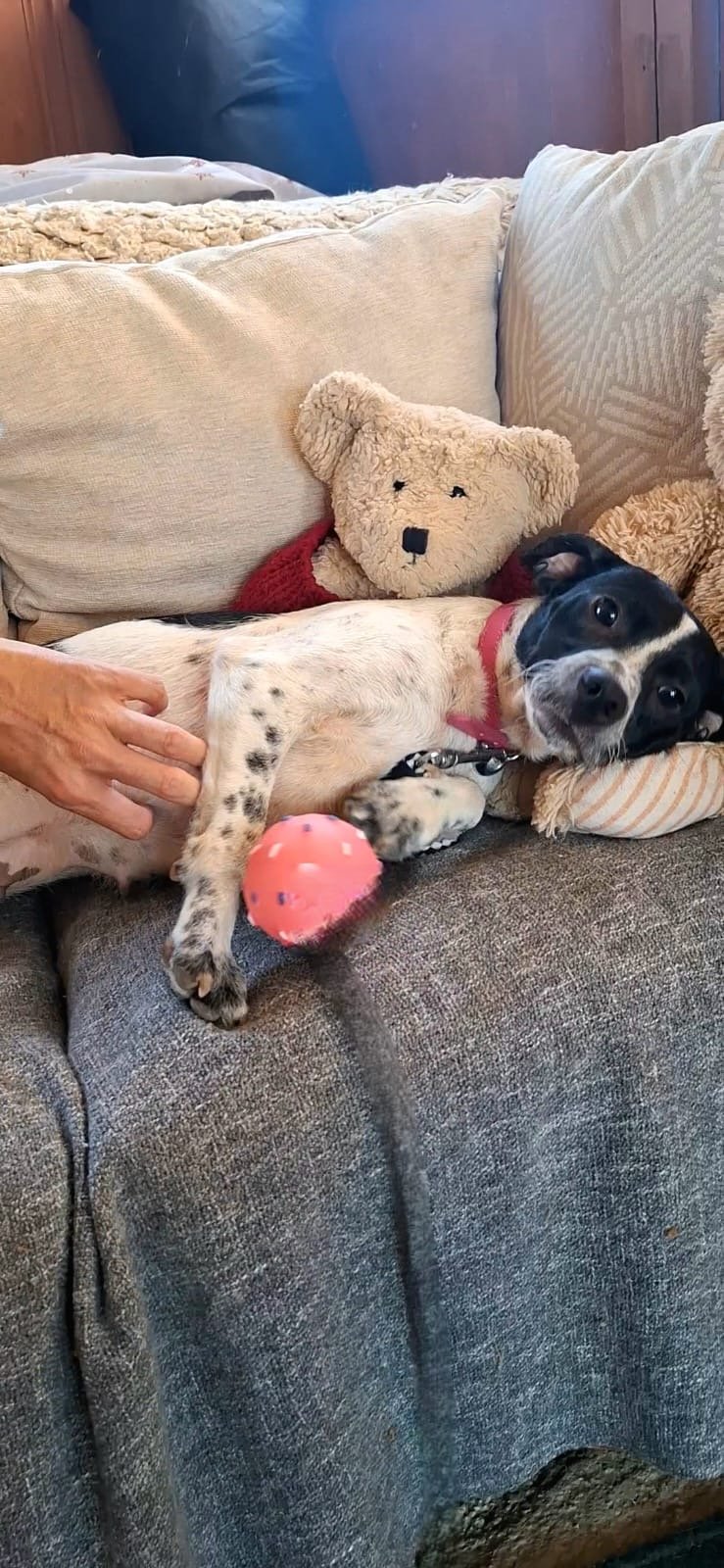 Molly