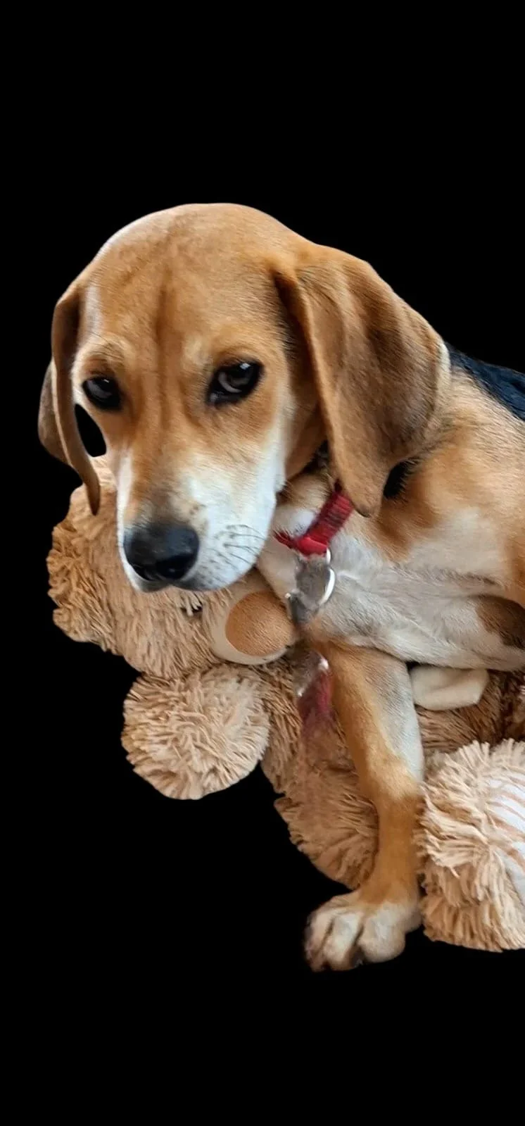Frankie