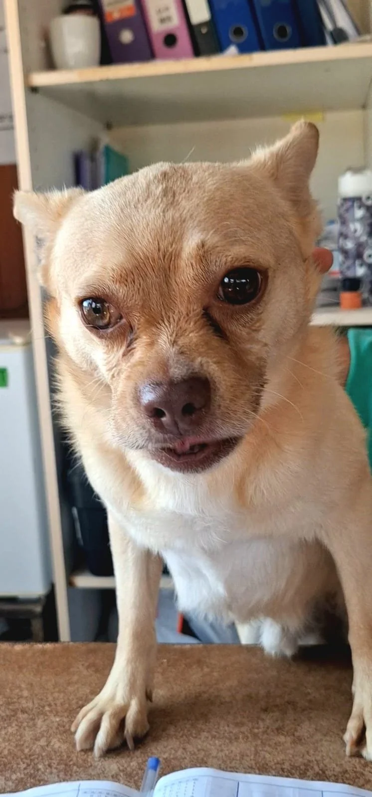 Ollie *** OLLIE WILL COME TO FOSTER IN BANSTEAD, SURREY, ON 13TH SEPTEMBER 2026 ***