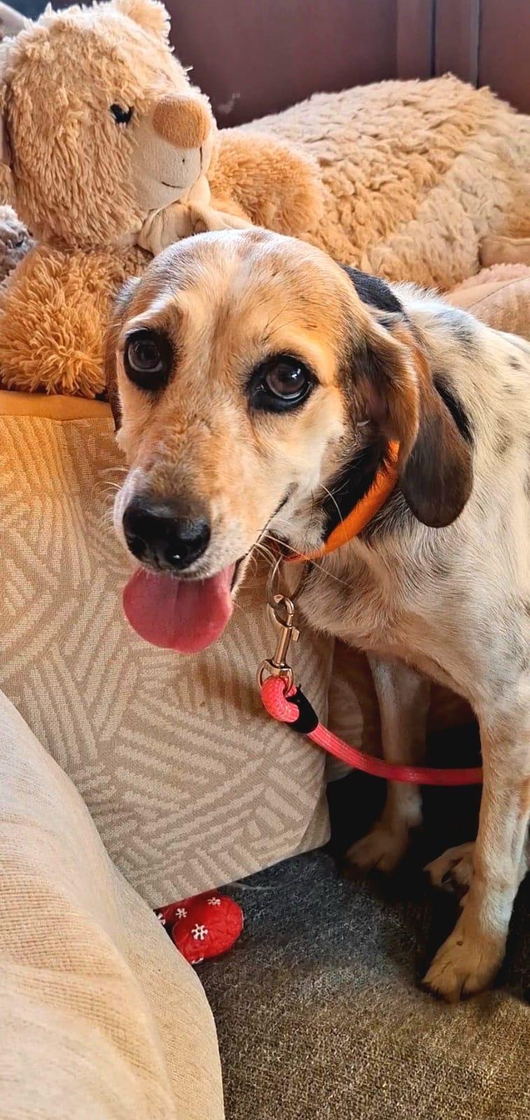 Kira *** KIRA WILL COME TO FOSTER IN BANSTEAD, SURREY, ON 13TH SEPTEMBER 2026 ***