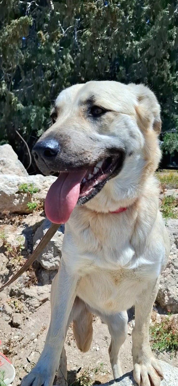 Athena