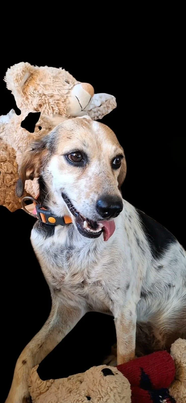 Kira *** KIRA WILL COME TO FOSTER IN BANSTEAD, SURREY, ON 13TH SEPTEMBER 2026 ***