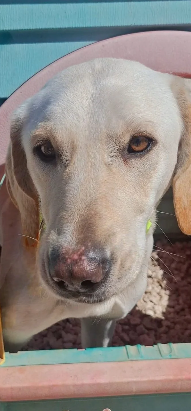 Sophie *** SOPHIE WILL COME TO FOSTER IN BANSTEAD, SURREY, ON 13TH SEPTEMBER ***