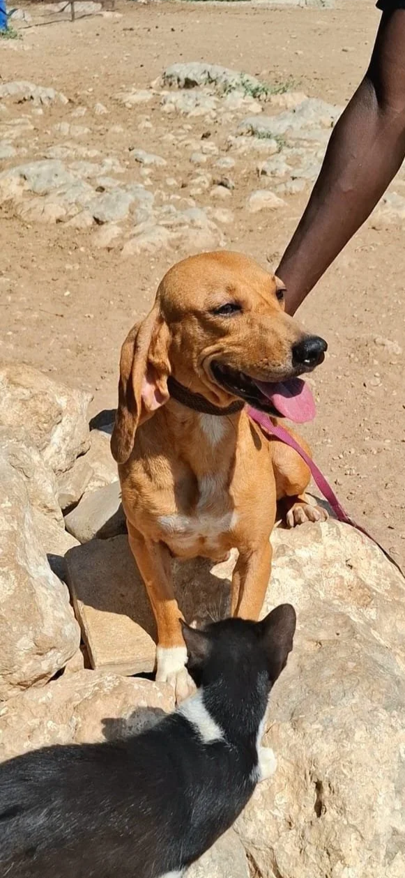 Serena *** SERENA WILL COME TO FOSTER IN BANSTEAD, SURREY, ON 13TH SEPTEMBER 2026 ***