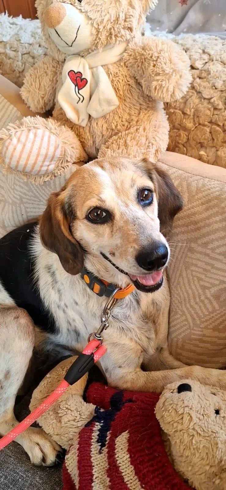 Kira *** KIRA WILL COME TO FOSTER IN BANSTEAD, SURREY, ON 13TH SEPTEMBER 2026 ***