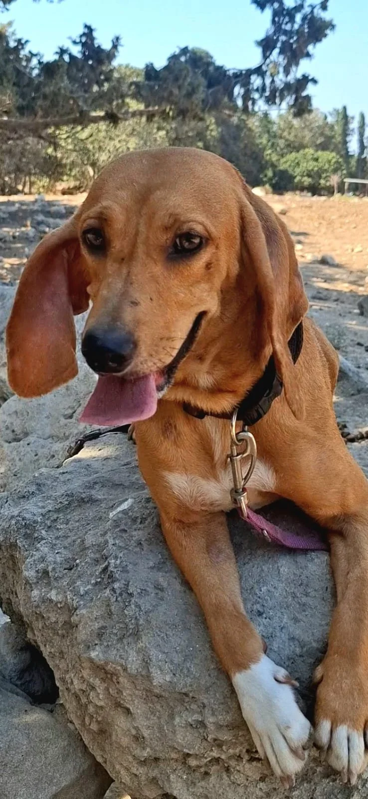 Serena *** SERENA WILL COME TO FOSTER IN BANSTEAD, SURREY, ON 13TH SEPTEMBER 2026 ***
