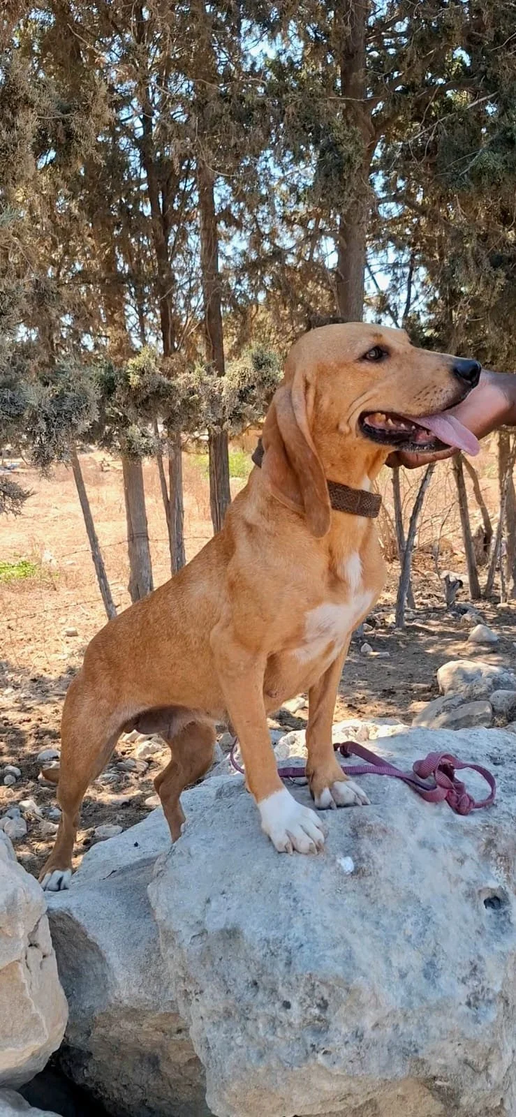 Serena *** SERENA WILL COME TO FOSTER IN BANSTEAD, SURREY, ON 13TH SEPTEMBER 2026 ***