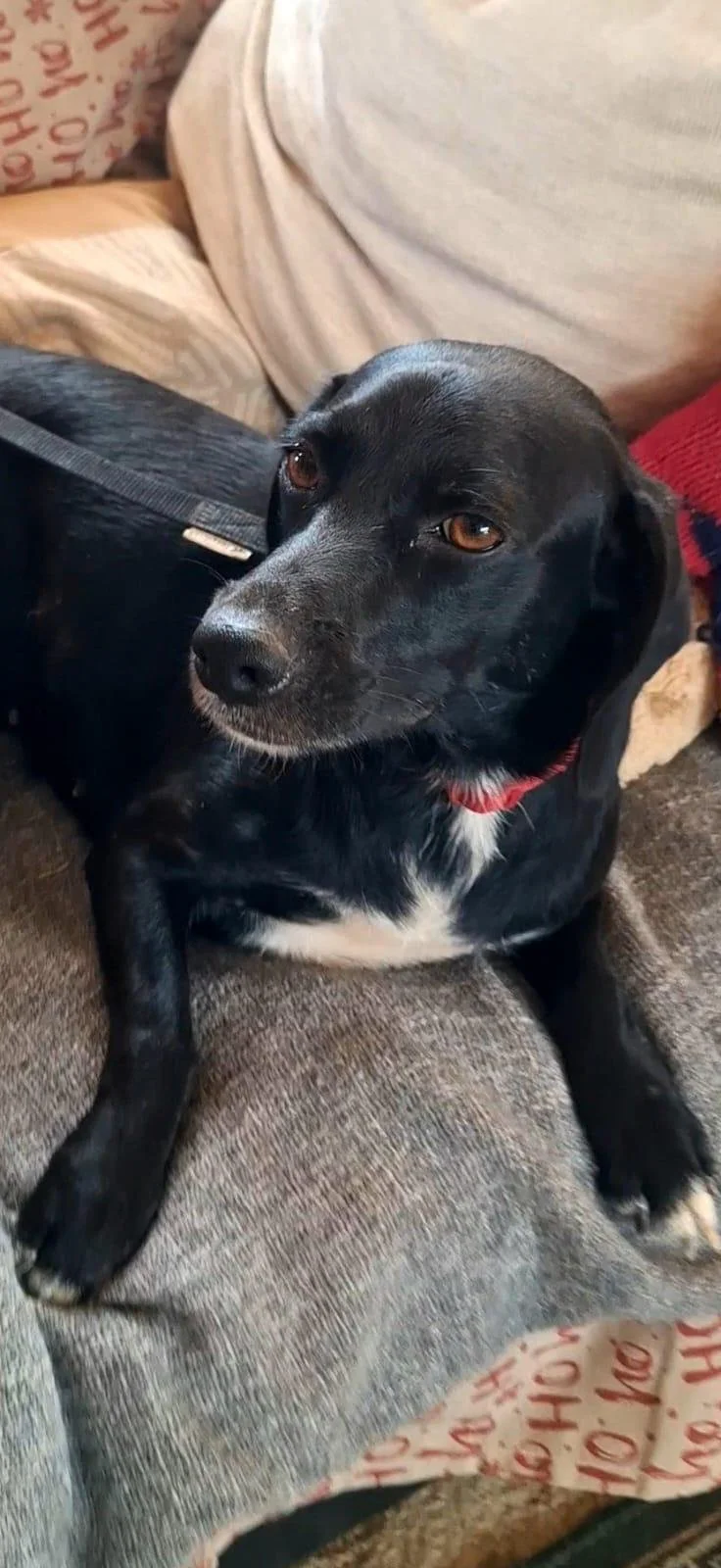 Bonnie