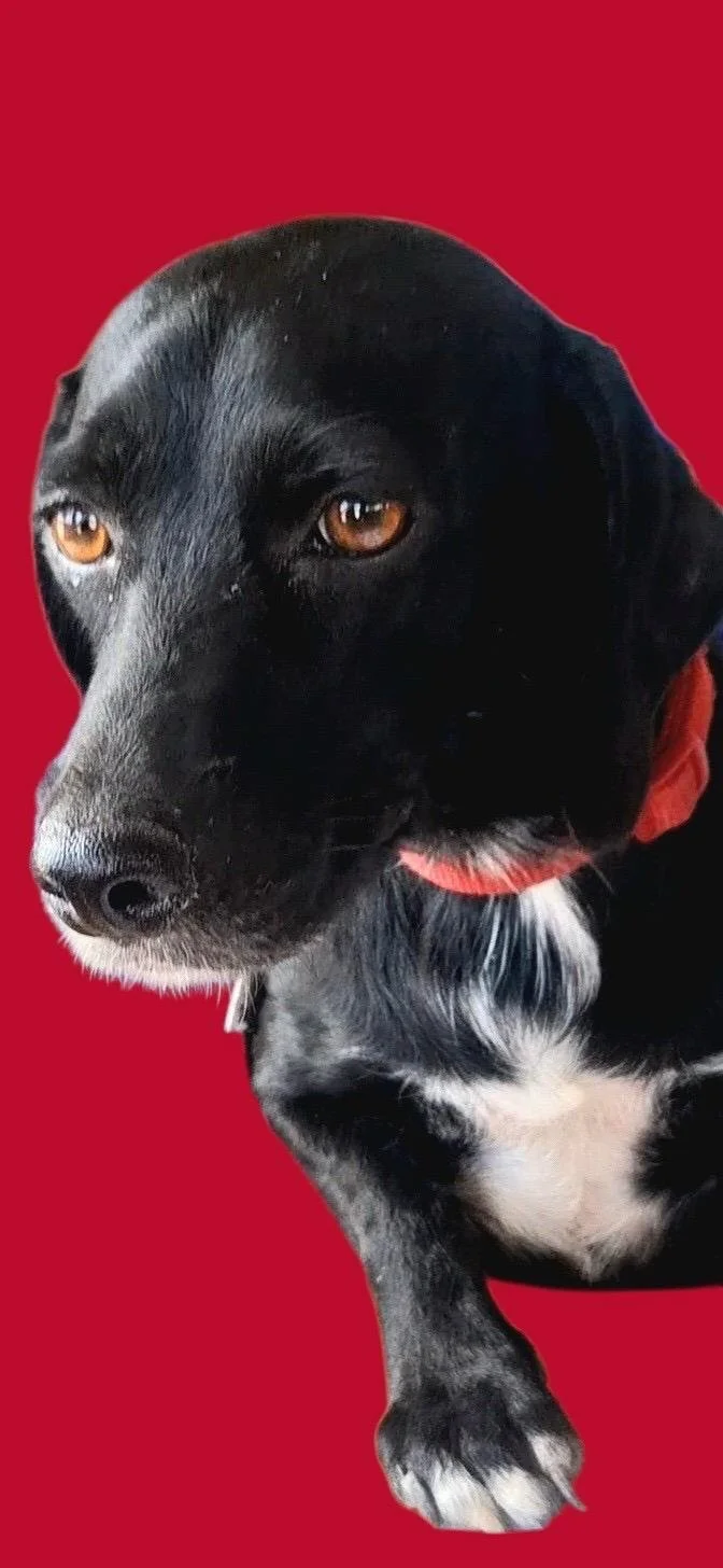 Bonnie
