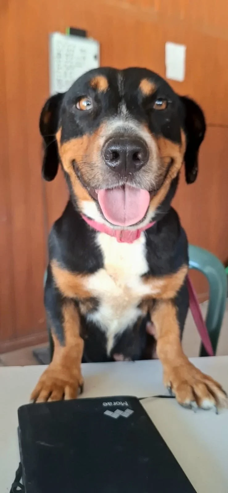 Harley