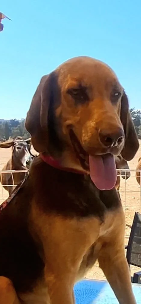 Barnaby