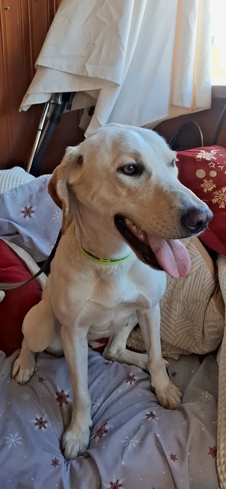 Sophie *** SOPHIE WILL COME TO FOSTER IN BANSTEAD, SURREY, ON 20TH SEPTEMBER ***