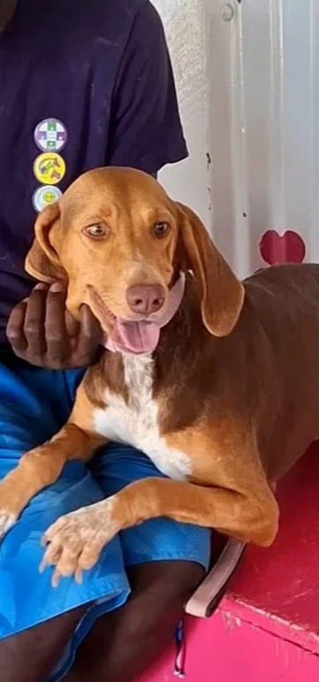 Lasi