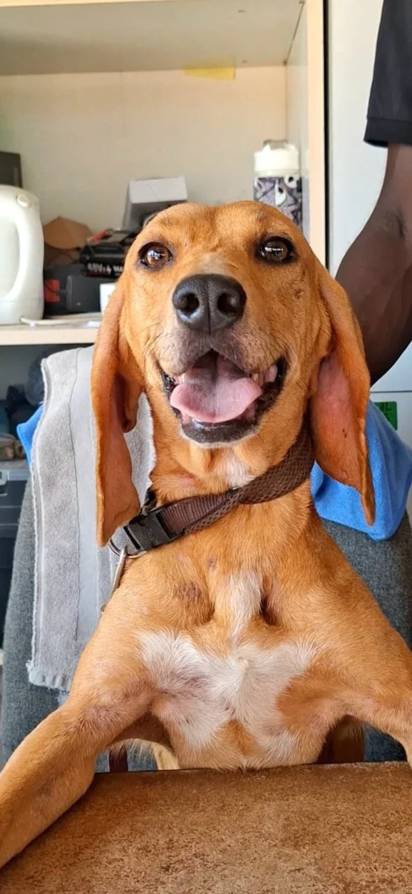 Serena *** SERENA WILL COME TO FOSTER IN BANSTEAD, SURREY, ON 1ST NOVEMBER 2026 ***
