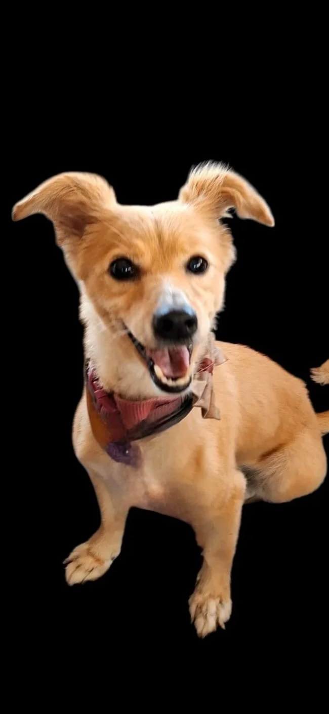 Heidi