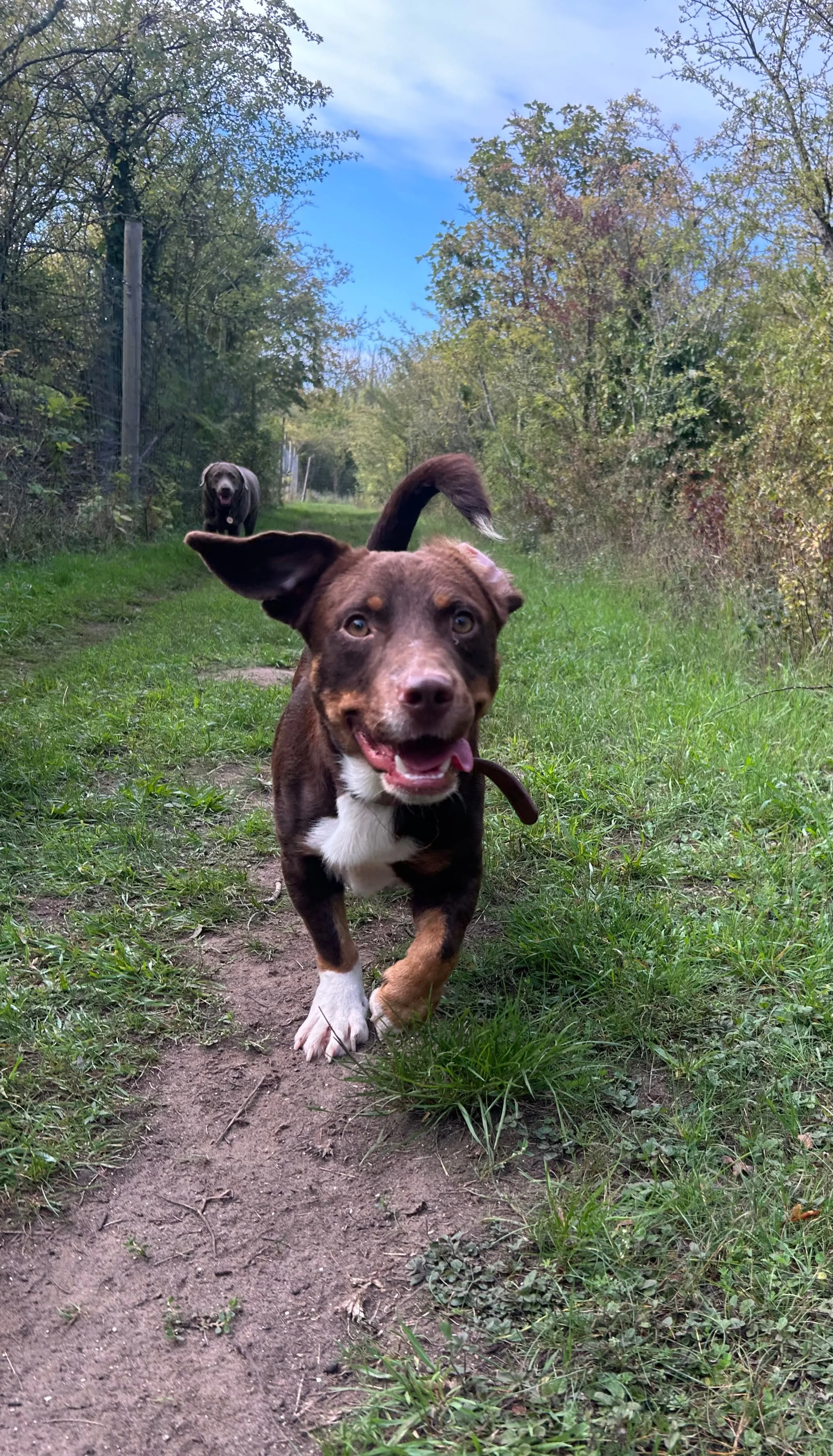 Kofi *** KOFI IS CURRENTLY IN FOSTER IN BANSTEAD, SURREY ***