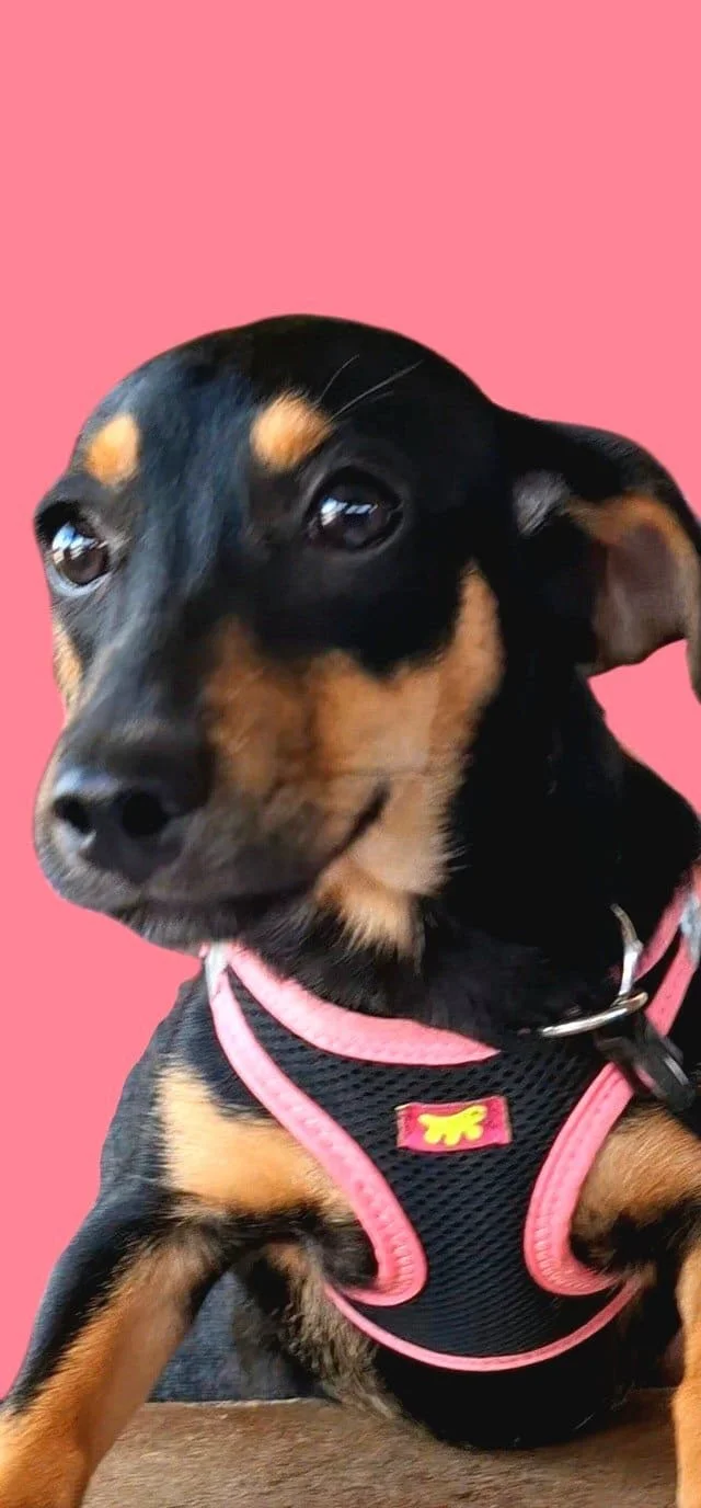 Evie
