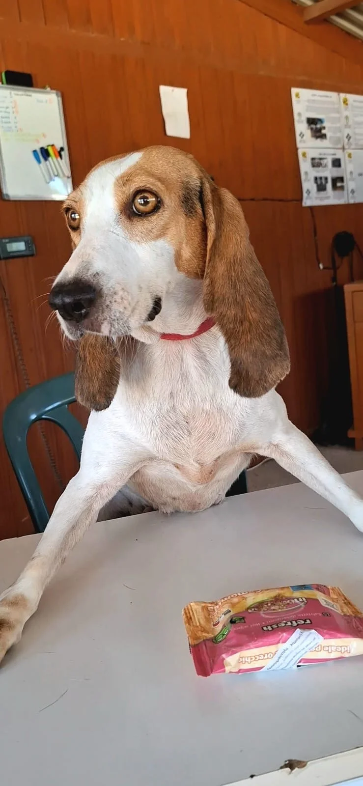 Lady