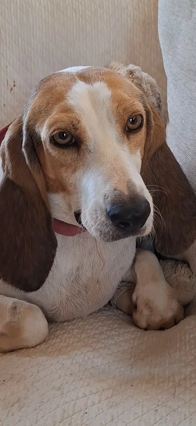 Lady
