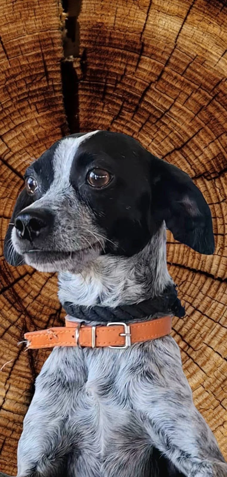 Oscar